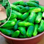 Підживлення огірків у серпні: два перевірені способи підвищити жаростійкість і витривалість до посухи