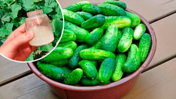 Підживлення огірків у серпні: два перевірені способи підвищити жаростійкість і витривалість до посухи