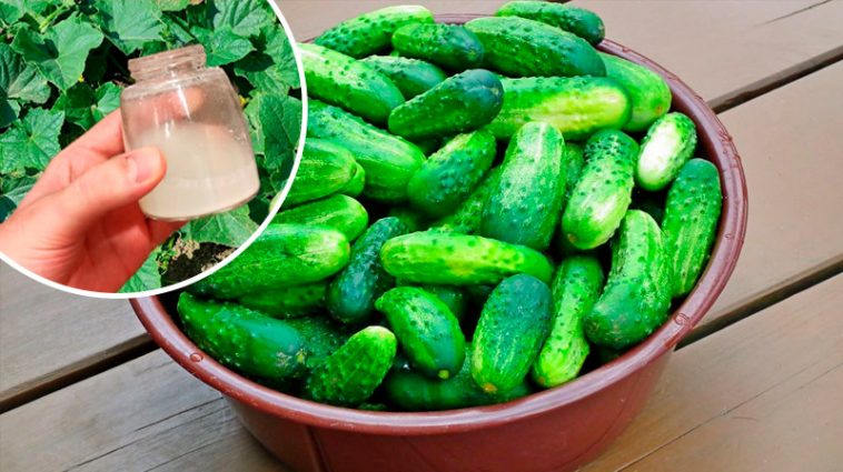 Підживлення огірків у серпні: два перевірені способи підвищити жаростійкість і витривалість до посухи