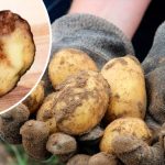 Що робити, якщо гниє картопля: як урятувати врожай і запобігти гнилі