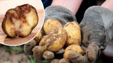Що робити, якщо гниє картопля: як урятувати врожай і запобігти гнилі