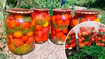Помідори з морквяним бадиллям на зиму – ароматний секрет домашніх заготовок
