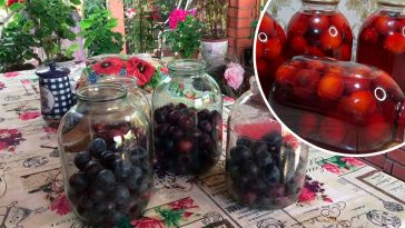 Компот зі сливи з насиченим смаком і рубіновим кольором