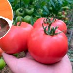 Як правильно зібрати насіння помідорів: покрокова інструкція для городників