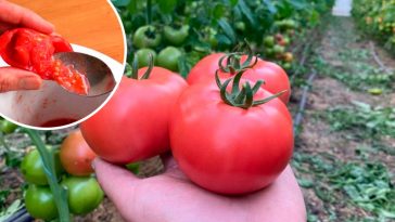 Як правильно зібрати насіння помідорів: покрокова інструкція для городників