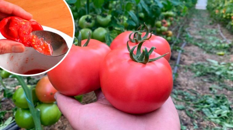 Як правильно зібрати насіння помідорів: покрокова інструкція для городників