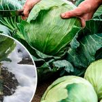 Не поспішайте прибирати коріння капусти: чому їх варто залишити зимувати на грядці