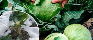 Не поспішайте прибирати коріння капусти: чому їх варто залишити зимувати на грядці