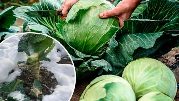 Не поспішайте прибирати коріння капусти: чому їх варто залишити зимувати на грядці