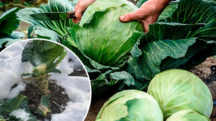 Не поспішайте прибирати коріння капусти: чому їх варто залишити зимувати на грядці