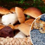 Універсальний маринад для грибів — рецепт, перевірений роками