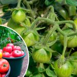 Не чекайте лиха — дійте зараз: як урятувати помідори від фітофтори