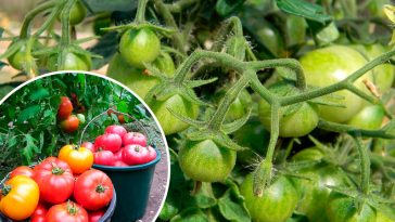 Не чекайте лиха — дійте зараз: як урятувати помідори від фітофтори
