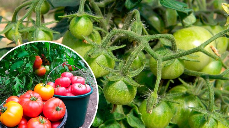 Не чекайте лиха — дійте зараз: як урятувати помідори від фітофтори