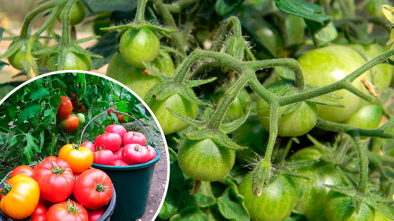Не чекайте лиха — дійте зараз: як урятувати помідори від фітофтори
