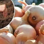 Зібрали цибулю? Не гайте часу — використайте грядку з користю!