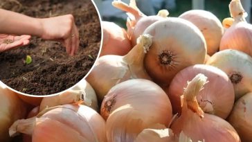 Зібрали цибулю? Не гайте часу — використайте грядку з користю!