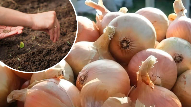 Зібрали цибулю? Не гайте часу — використайте грядку з користю!