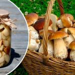 Улюблений рецепт вже 15 років! Мариновані білі гриби на зиму — смакота, яку всі чекають