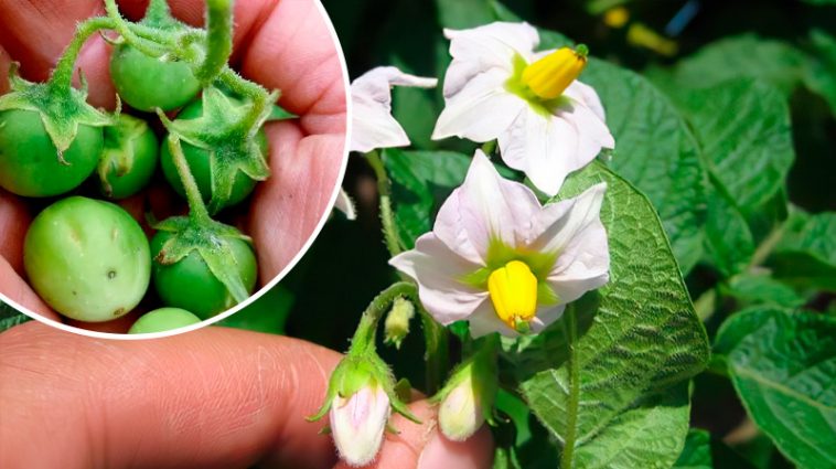 Зелені «помідори» на картоплі — що це таке і чи варто їх видаляти?