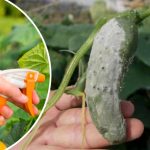 Що робити, якщо на огірках з’явилась біла гниль: ефективне лікування та підживлення
