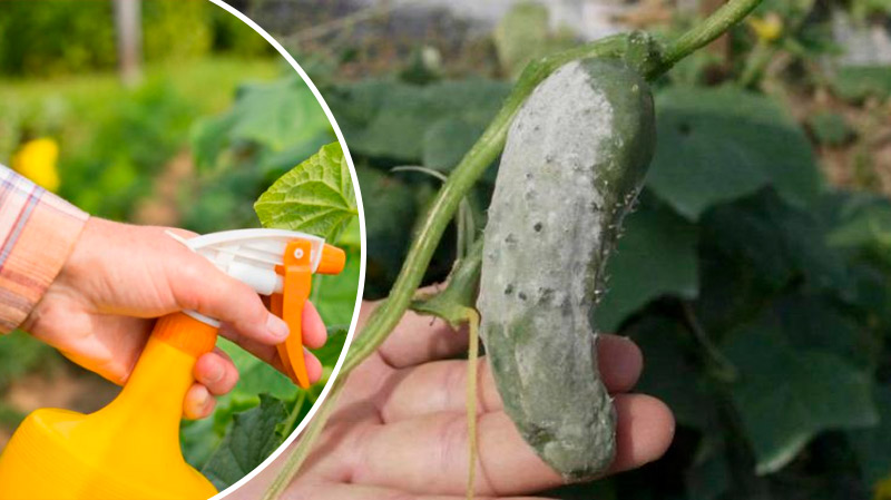 Що робити, якщо на огірках з’явилась біла гниль: ефективне лікування та підживлення