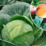 Фінальне підживлення капусти у серпні: качани будуть щільні, соковиті та добре зберігатимуться!