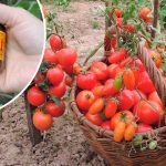 Унікальний рецепт проти фітофтори: змішайте йод із цим засобом – і ваші помідори врятовано!