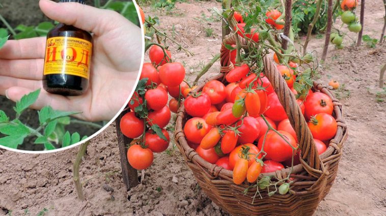 Унікальний рецепт проти фітофтори: змішайте йод із цим засобом – і ваші помідори врятовано!
