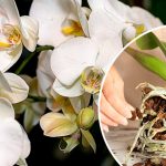 Не повторюйте помилку! Як правильно обрізати повітряне коріння у орхідеї, щоб не загубити квітку