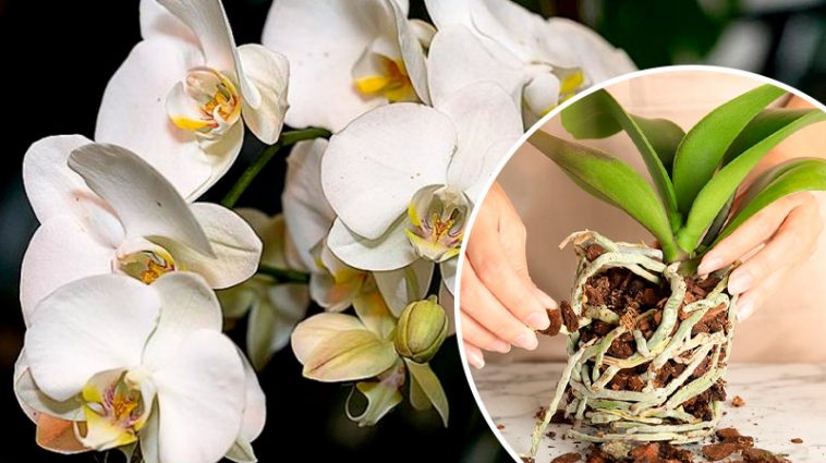 Не повторюйте помилку! Як правильно обрізати повітряне коріння у орхідеї, щоб не загубити квітку