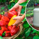3 народні підживлення для перцю, які завжди дають результат!