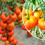Як врятувати помідори від «жовтих плічок»: 3 головні помилки, яких слід уникати