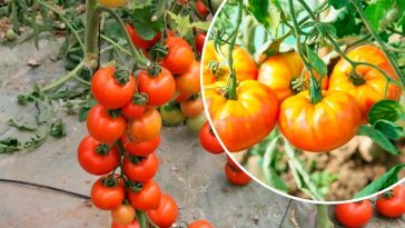 Як врятувати помідори від «жовтих плічок»: 3 головні помилки, яких слід уникати