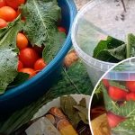 Квашені помідори на зиму — два простих рецепти для ідеальної закуски!