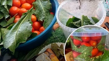 Квашені помідори на зиму — два простих рецепти для ідеальної закуски!