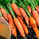 Головні секрети зберігання моркви взимку: як зберегти врожай до весни