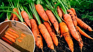 Головні секрети зберігання моркви взимку: як зберегти врожай до весни
