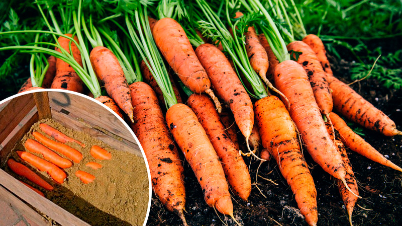 Головні секрети зберігання моркви взимку: як зберегти врожай до весни