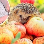 Унікальний рецепт зберігання яблук до весни: простий засіб, щоб не гнили 🍏