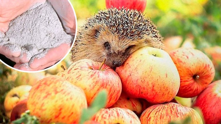 Унікальний рецепт зберігання яблук до весни: простий засіб, щоб не гнили 🍏