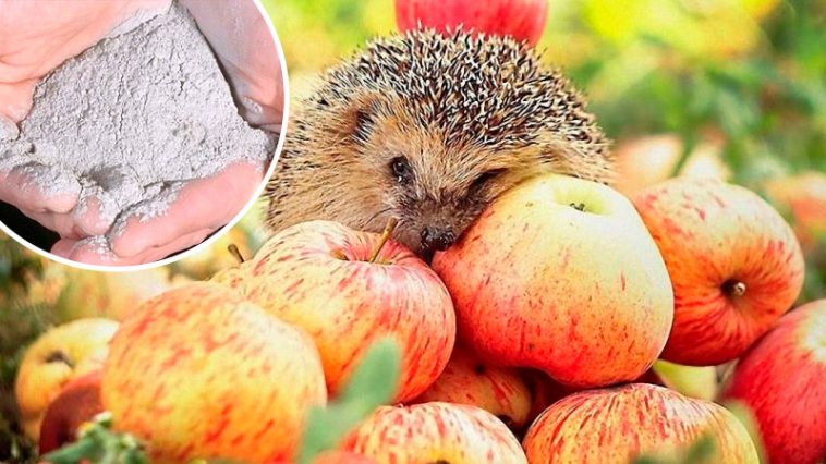 Унікальний рецепт зберігання яблук до весни: простий засіб, щоб не гнили 🍏