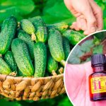 Йод і зеленка — секретний дует для щедрого врожаю огірків!