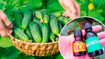 Йод і зеленка — секретний дует для щедрого врожаю огірків!