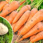 Солодка і велика морква: серпневе підживлення для щедрого врожаю