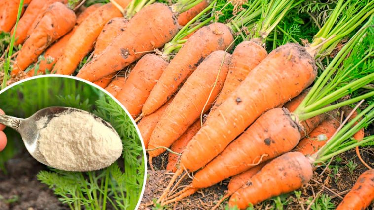 Солодка і велика морква: серпневе підживлення для щедрого врожаю