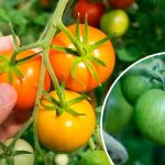 Дуже простий і дієвий трюк, щоб помідори швидко почервоніли прямо на кущі