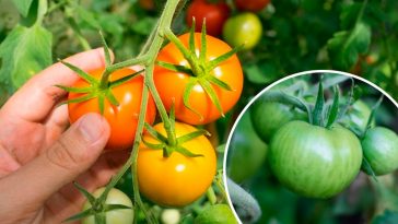 Дуже простий і дієвий трюк, щоб помідори швидко почервоніли прямо на кущі