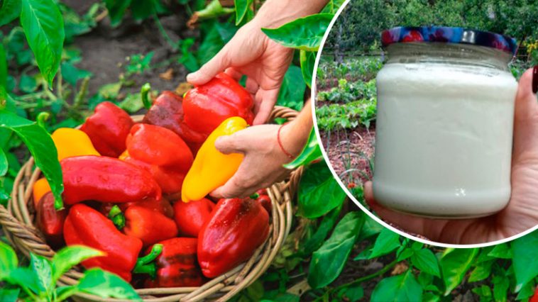 3 народні підживлення для перцю, які завжди дають результат!