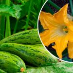 Час діяти! Чому варто обривати жіночі квітки на кабачках і гарбузах у серпні